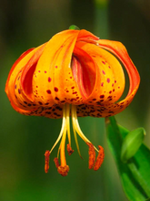 Load image into Gallery viewer, Turks Cap Lily Flower Seeds
