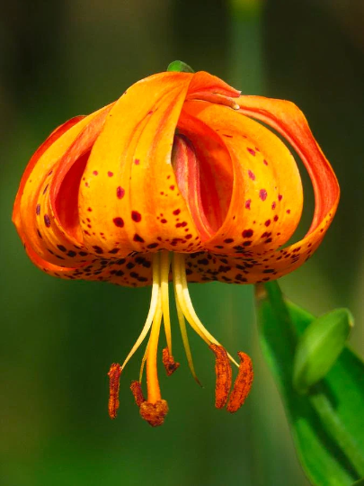 Turks Cap Lily Flower Seeds