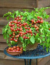 Load image into Gallery viewer, Cherry Falls Dwarf Tomato Seeds
