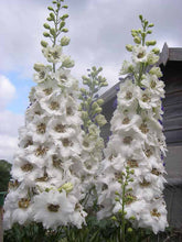 Load image into Gallery viewer, Delphinium White | Flower Seeds |Larkspur

