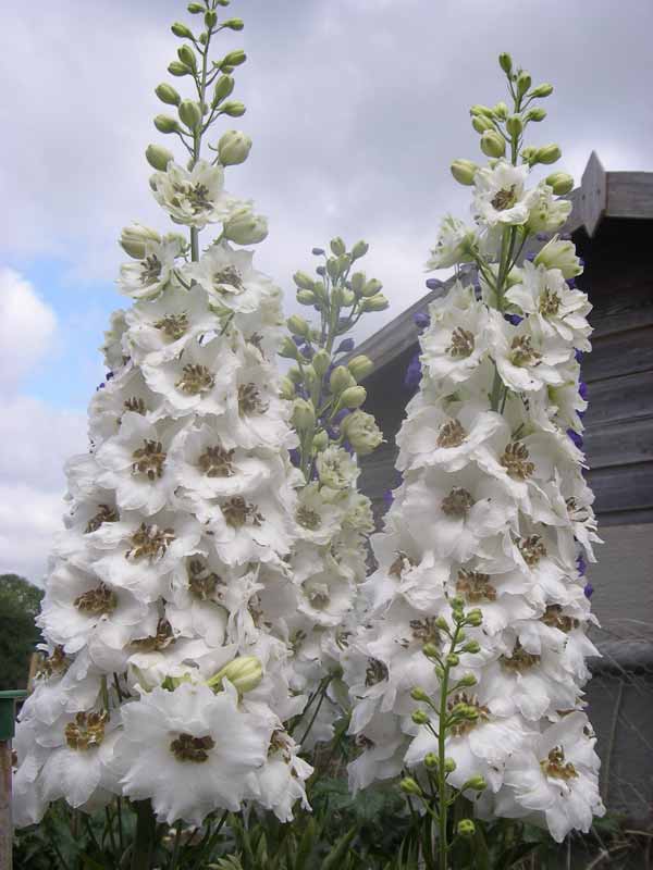 delphinium flower seeds Delphinium White