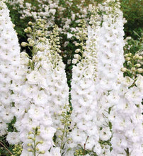Load image into Gallery viewer, Delphinium White | Flower Seeds |Larkspur
