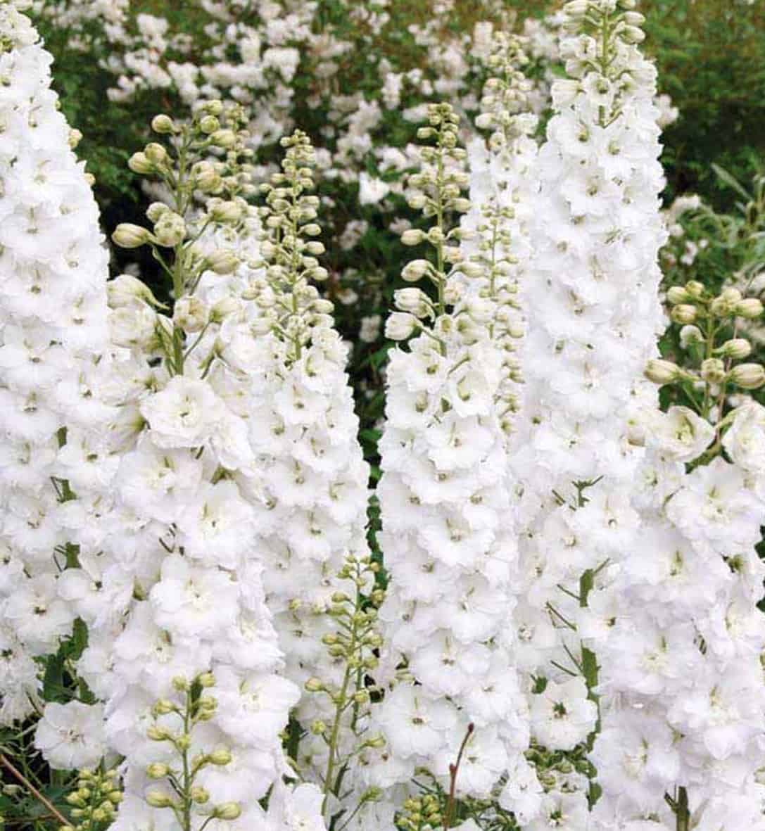 Delphinium White | Flower Seeds |Larkspur