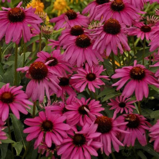 Purple Echinacea Flower Seeds