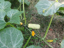 Load image into Gallery viewer, Buy Online High Quality Honeyboat Delicata Squash, Non Gmo, Organic, Super Sweet Squash | Buy Rare, And Extraordinary Heirloom Seeds - Seeds to Cherish
