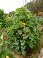 Load image into Gallery viewer, Buy Online High Quality Honeyboat Delicata Squash, Non Gmo, Organic, Super Sweet Squash | Buy Rare, And Extraordinary Heirloom Seeds - Seeds to Cherish
