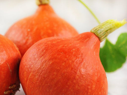 Buy Online High Quality Red Kuri Squash Heirloom Seeds ,Hokkaido, Non Gmo, Heirloom, Organic | Buy Rare, And Extraordinary Heirloom Seeds - Seeds to Cherish