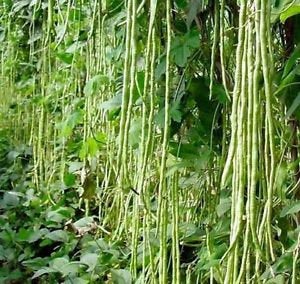 Buy Online High Quality Yard Long Bean Seed Mix, Red and Green | Buy Rare, And Extraordinary Heirloom Seeds - Seeds to Cherish