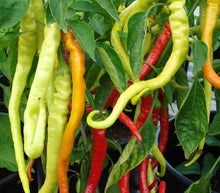 Load image into Gallery viewer, Buy Online High Quality Turkish Corbaci Sweet Pepper Seeds | Heirloom, Rare | SeedstoCherish | Buy Rare, And Extraordinary Heirloom Seeds - Seeds to Cherish
