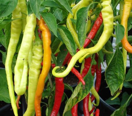Buy Online High Quality Turkish Corbaci Sweet Pepper Seeds | Heirloom, Rare | SeedstoCherish | Buy Rare, And Extraordinary Heirloom Seeds - Seeds to Cherish