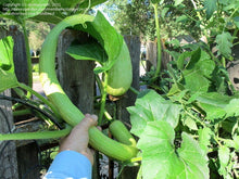 Load image into Gallery viewer, Buy Online High Quality Heirloom Tromboncino Squash Seeds, Zucchinio Squash, Rampicante, Zucchetta, Heavy Yields, Organic, USA | Buy Rare, And Extraordinary Heirloom Seeds - Seeds to Cherish
