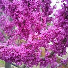 Load image into Gallery viewer, Buy Online High Quality Heirloom Chinese Redbud Tree Seeds Beautiful Pink Flowering Tree | Buy Rare, And Extraordinary Heirloom Seeds - Seeds to Cherish
