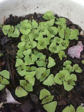 Load image into Gallery viewer, Buy Online High Quality Heirloom Chia Seeds, Microgreens, Herbs, Organic, | Buy Rare, And Extraordinary Heirloom Seeds - Seeds to Cherish
