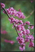 Load image into Gallery viewer, Buy Online High Quality Heirloom Chinese Redbud Tree Seeds Beautiful Pink Flowering Tree | Buy Rare, And Extraordinary Heirloom Seeds - Seeds to Cherish
