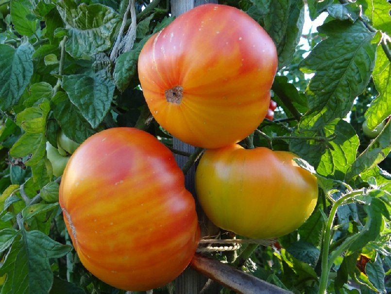pineapple tomato plants Pineapple Tomato Seeds, Beefsteak