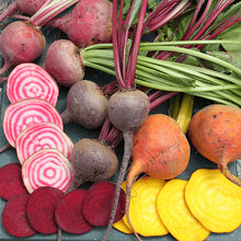 Load image into Gallery viewer, Buy Online High Quality Heirloom Sugar Beet, Color Mix Seeds, Beetroot, | Buy Rare, And Extraordinary Heirloom Seeds - Seeds to Cherish

