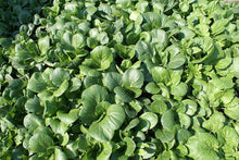 Load image into Gallery viewer, Buy Online High Quality Heirloom Bok Choy Seeds, Organic, Non Gmo | Buy Rare, And Extraordinary Heirloom Seeds - Seeds to Cherish
