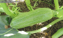 Load image into Gallery viewer, Buy Online High Quality Heirloom Delicata Squash Seed, Non Gmo, Organic USA, Similar Taste to a Sweet Potato | Buy Rare, And Extraordinary Heirloom Seeds - Seeds to Cherish
