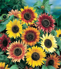 Load image into Gallery viewer, Buy Online High Quality Autumn Beauty Sunflower Mix Seeds, Heirloom, Organic, | Buy Rare, And Extraordinary Heirloom Seeds - Seeds to Cherish
