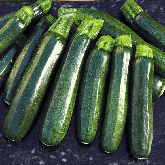 Buy Online High Quality Heirloom Zucchini Seeds, Black Beauty | Buy Rare, And Extraordinary Heirloom Seeds - Seeds to Cherish