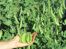 Load image into Gallery viewer, Buy Online High Quality Sugar Snap Peas | Buy Rare, And Extraordinary Heirloom Seeds - Seeds to Cherish
