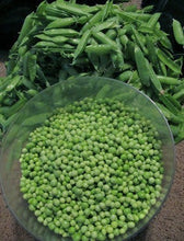 Load image into Gallery viewer, Buy Online High Quality Sugar Snap Peas | Buy Rare, And Extraordinary Heirloom Seeds - Seeds to Cherish
