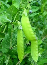 Load image into Gallery viewer, Buy Online High Quality Heirloom Oregon Giant Snow Peas Seeds, Organic, Non Gmo | Buy Rare, And Extraordinary Heirloom Seeds - Seeds to Cherish
