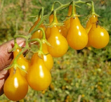 Load image into Gallery viewer, Buy Online High Quality Heirloom Tomato, Yellow Pear, Cherry Tomato Seeds, Organic, NON GMO,  USA, Fruit Seeds, Very Productive | Buy Rare, And Extraordinary Heirloom Seeds - Seeds to Cherish
