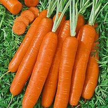 Load image into Gallery viewer, Buy Online High Quality Heirloom Carrot Seeds, Scarlet Nantes, Sweet, Coreless carrot, Non Gmo, USA, Easy to Grow, Fun for Kids | Buy Rare, And Extraordinary Heirloom Seeds - Seeds to Cherish
