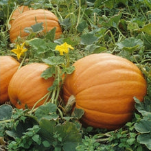 Load image into Gallery viewer, Buy Online High Quality Heirloom Giant Pumpkin Seeds Mammouth Gold Non Gmo USA | Buy Rare, And Extraordinary Heirloom Seeds - Seeds to Cherish
