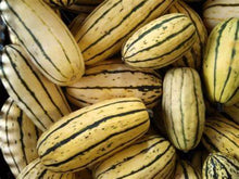 Load image into Gallery viewer, Buy Online High Quality Heirloom Delicata Squash Seed, Non Gmo, Organic USA, Similar Taste to a Sweet Potato | Buy Rare, And Extraordinary Heirloom Seeds - Seeds to Cherish
