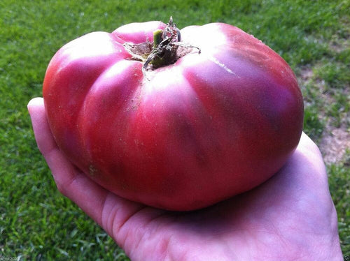 Buy Online High Quality Black Brandywine, Heirloom Tomato | Buy Rare, And Extraordinary Heirloom Seeds - Seeds to Cherish