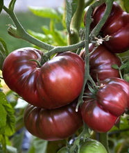 Load image into Gallery viewer, Buy Online High Quality Black Brandywine, Heirloom Tomato | Buy Rare, And Extraordinary Heirloom Seeds - Seeds to Cherish
