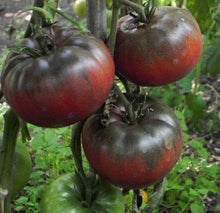 Load image into Gallery viewer, Buy Online High Quality Heirloom Black Krim Tomato Seeds, Organic | Buy Rare, And Extraordinary Heirloom Seeds - Seeds to Cherish
