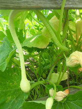 Load image into Gallery viewer, Buy Online High Quality Heirloom Tromboncino Squash Seeds, Zucchinio Squash, Rampicante, Zucchetta, Heavy Yields, Organic, USA | Buy Rare, And Extraordinary Heirloom Seeds - Seeds to Cherish
