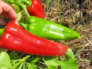 Buy Online High Quality Heirloom Sweet Pepper Italian, Tolls | Buy Rare, And Extraordinary Heirloom Seeds - Seeds to Cherish