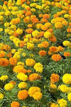 Load image into Gallery viewer, Buy Online High Quality Marigold Mix Flower Seeds, African Crackerjack | Buy Rare, And Extraordinary Heirloom Seeds - Seeds to Cherish
