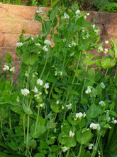Load image into Gallery viewer, Buy Online High Quality Sugar Snap Peas | Buy Rare, And Extraordinary Heirloom Seeds - Seeds to Cherish
