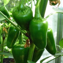 Load image into Gallery viewer, Buy Online High Quality Heirloom Hot Jalapeno Pepper Seeds, Traveler | Buy Rare, And Extraordinary Heirloom Seeds - Seeds to Cherish
