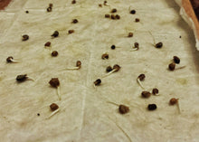 Load image into Gallery viewer, Buy Online High Quality Spinach Seeds, Heirloom, Bloomsdale, Organic, | Buy Rare, And Extraordinary Heirloom Seeds - Seeds to Cherish
