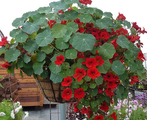 Buy Online High Quality Red Nasturtium Empress of India Flower Seeds | Buy Rare, And Extraordinary Heirloom Seeds - Seeds to Cherish