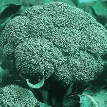 Load image into Gallery viewer, Buy Online High Quality Heirloom Broccoli Seeds, Calabrese | Buy Rare, And Extraordinary Heirloom Seeds - Seeds to Cherish
