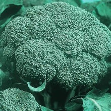 Load image into Gallery viewer, Buy Online High Quality Calabrese Broccoli Seeds | Buy Rare, And Extraordinary Heirloom Seeds - Seeds to Cherish

