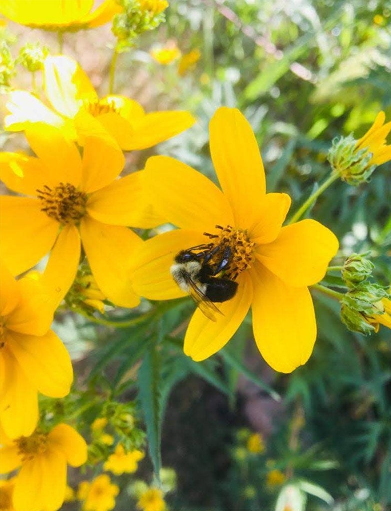Swamp Marigold, Flower Seeds Marsh Marigold