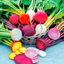 Load image into Gallery viewer, Buy Online High Quality Heirloom Sugar Beet, Color Mix Seeds, Beetroot, | Buy Rare, And Extraordinary Heirloom Seeds - Seeds to Cherish
