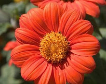 Load image into Gallery viewer, Buy Online High Quality Heirloom Red Sunflower Seeds | Buy Rare, And Extraordinary Heirloom Seeds - Seeds to Cherish

