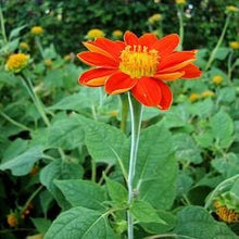 Load image into Gallery viewer, Buy Online High Quality Heirloom Red Sunflower Seeds | Buy Rare, And Extraordinary Heirloom Seeds - Seeds to Cherish
