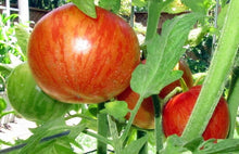Load image into Gallery viewer, Buy Online High Quality Heirloom Solar Flare Tomato Seeds, Organic, Non Gmo, USA, Indeterminate Does Well in Heat | Buy Rare, And Extraordinary Heirloom Seeds - Seeds to Cherish
