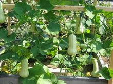 Load image into Gallery viewer, Buy Online High Quality Waltham Butternut Squash Seeds, | Buy Rare, And Extraordinary Heirloom Seeds - Seeds to Cherish

