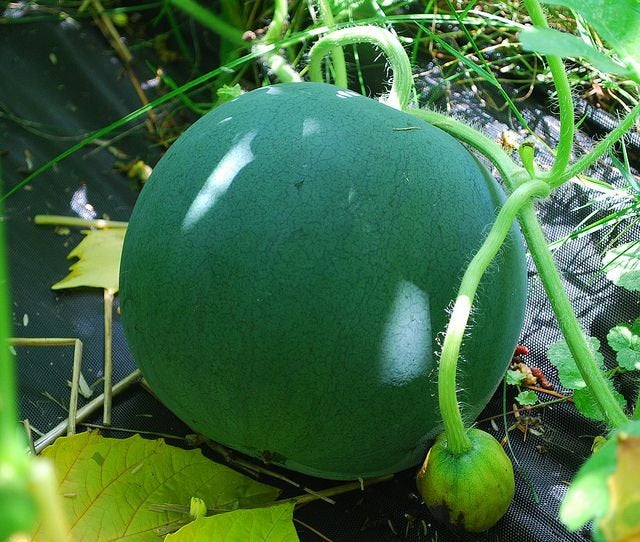 Sugar Baby Watermelon Seeds - 25+ Icebox Melon Seeds For Home Garden - Sweet & Fast Growing